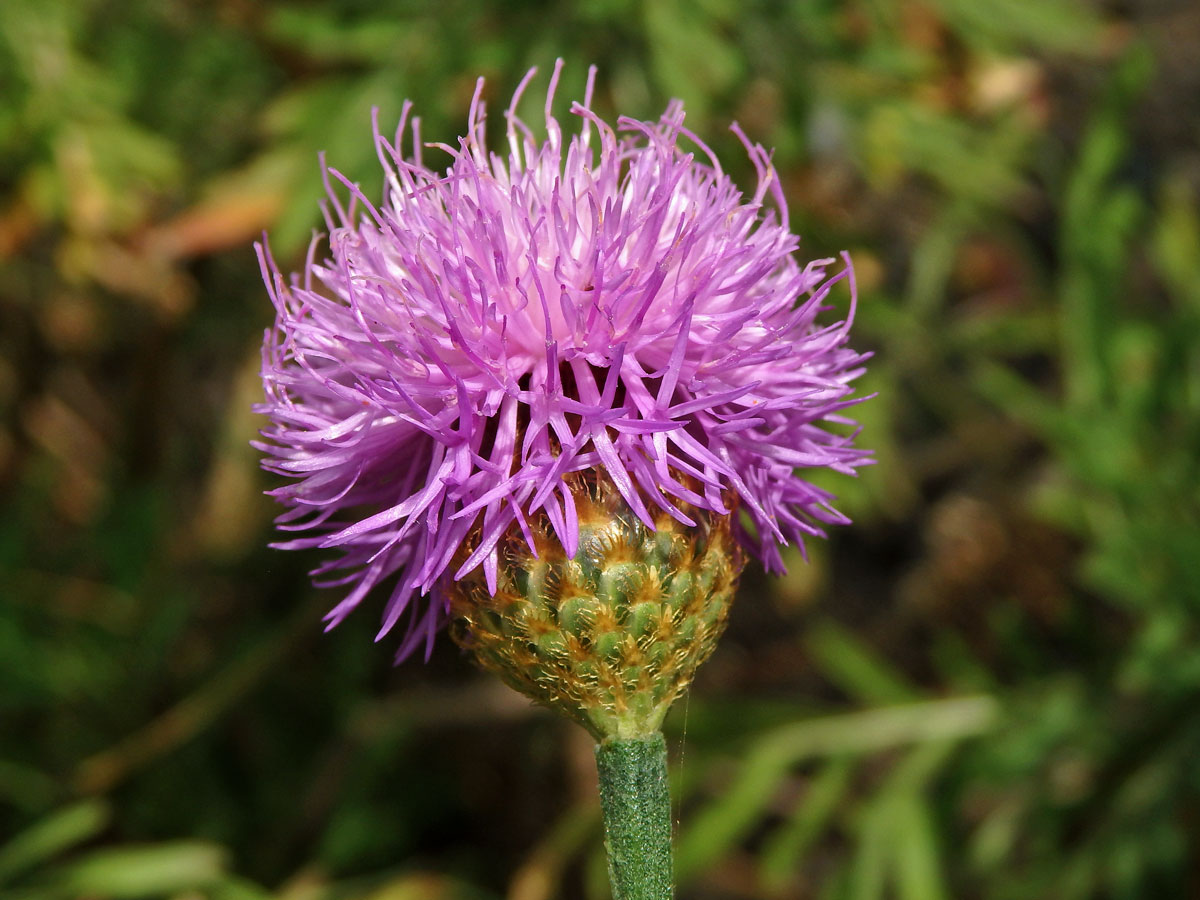 Cheirolophus canariensis (Willd.) Holub