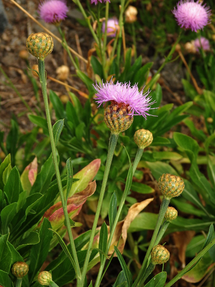 Cheirolophus canariensis subsp. subexpinnatus (Buchard) G. Kunkel