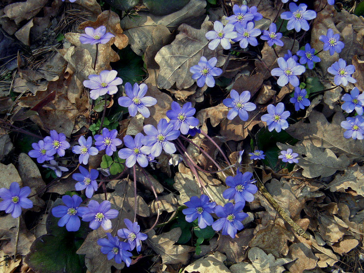 Jaterník podléška (trojlaločný) (Hepatica nobilis Schreber)