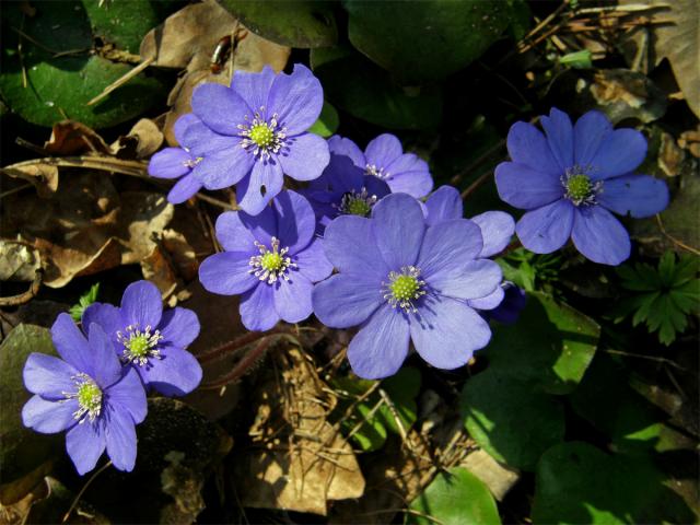 Jaterník podléška (trojlaločný) (Hepatica nobilis Schreber)