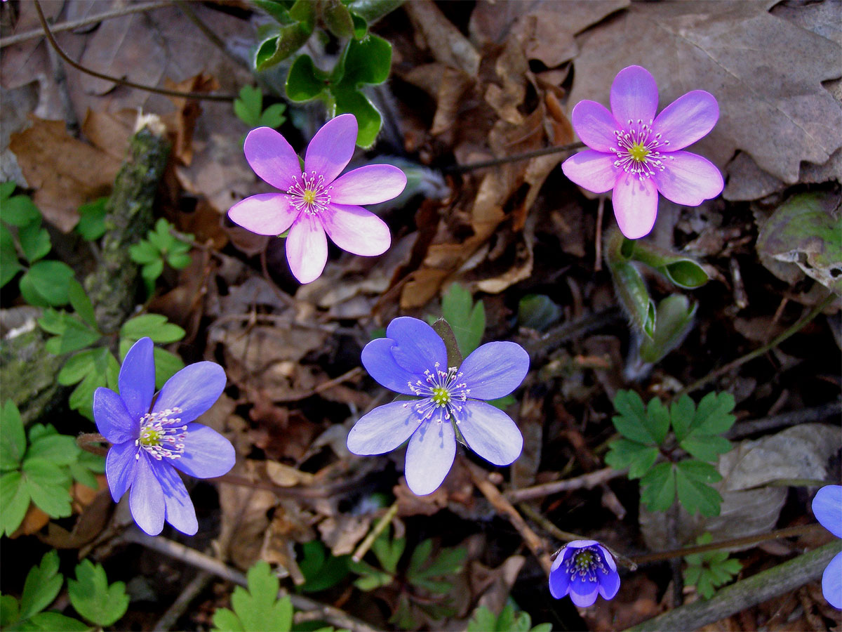 Jaterník podléška (trojlaločný) (Hepatica nobilis Schreber)