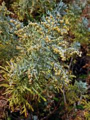 Pelyněk (Artemisia thuscula Cav.)    
