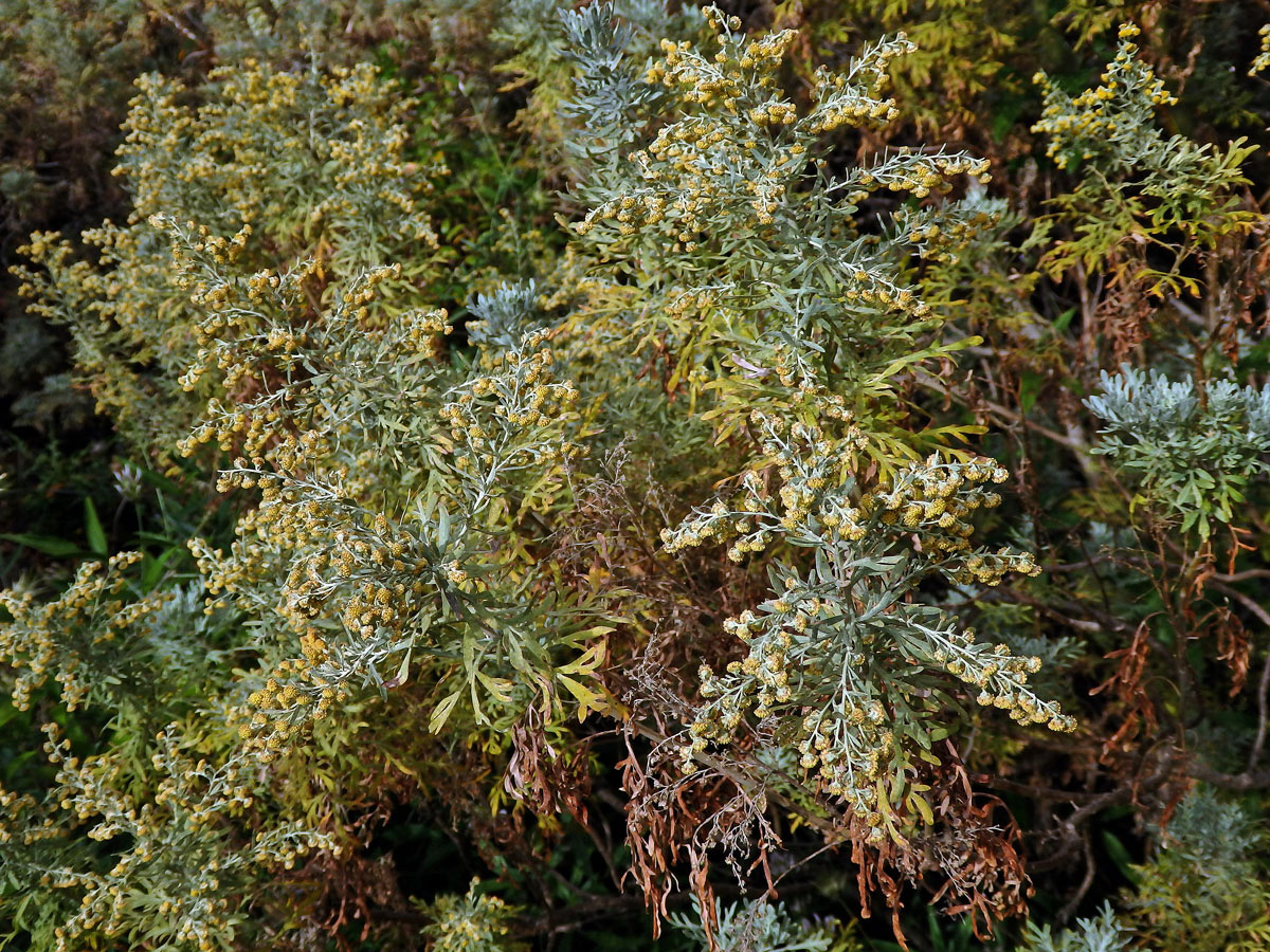 Pelyněk (Artemisia thuscula Cav.)