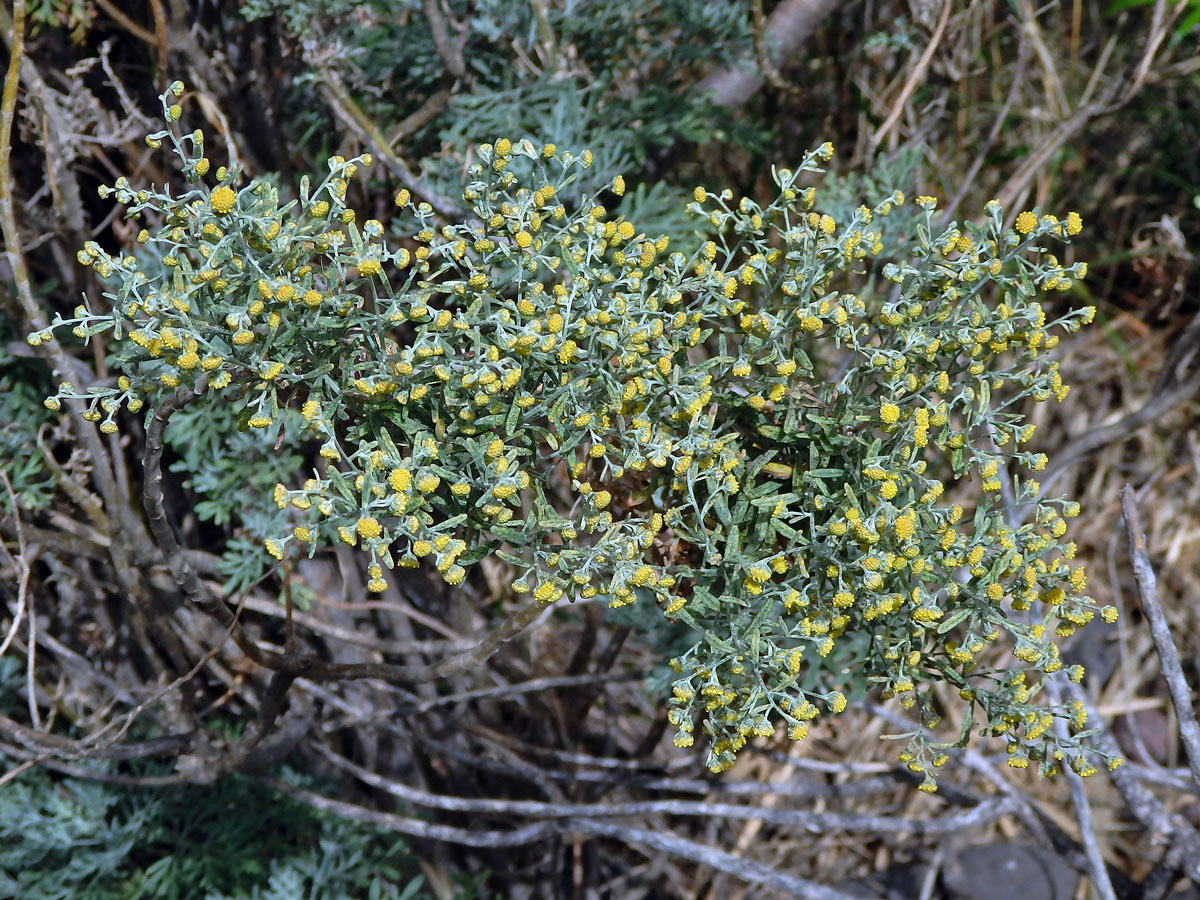 Pelyněk (Artemisia thuscula Cav.)