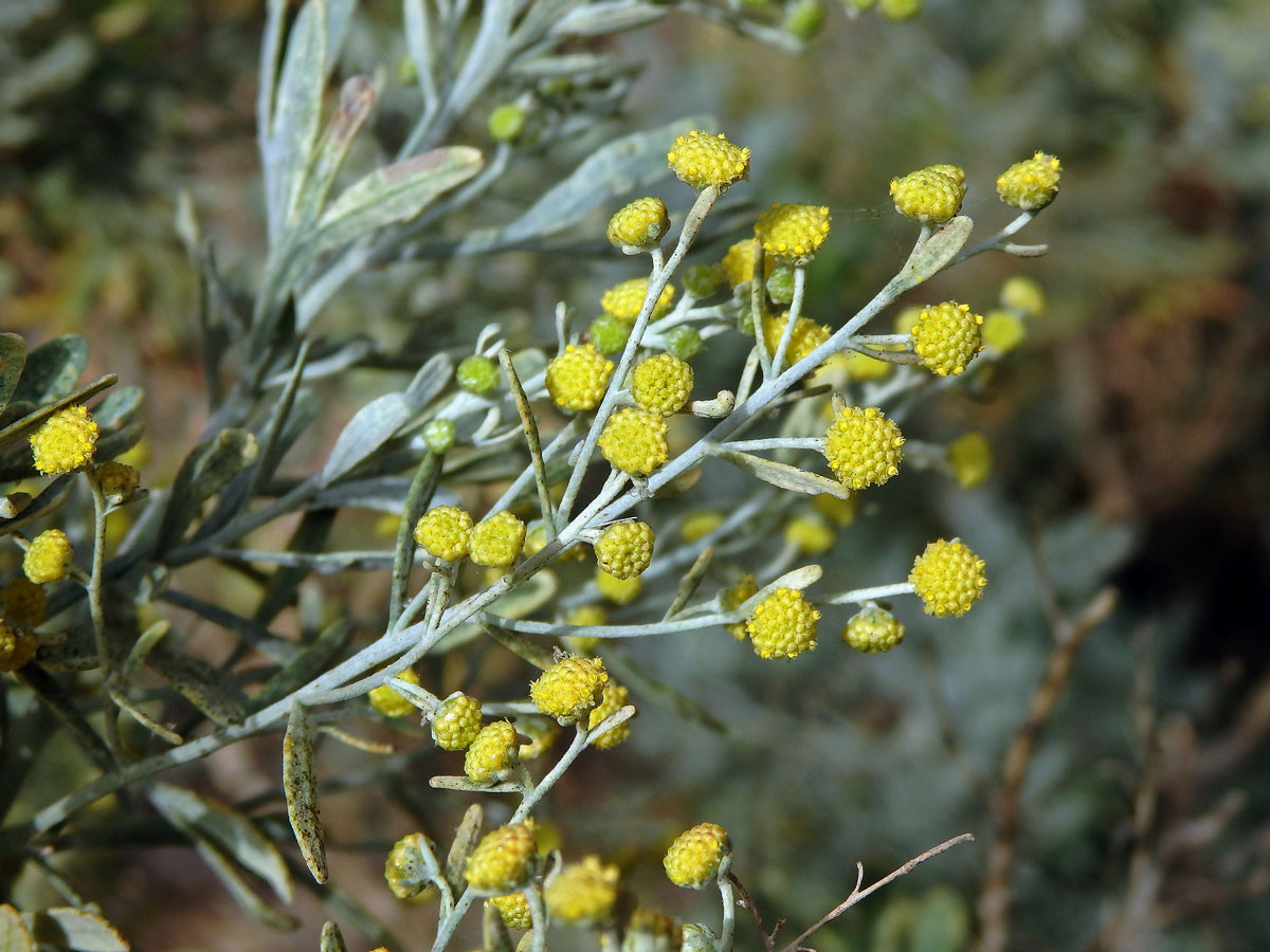 Pelyněk (Artemisia thuscula Cav.)