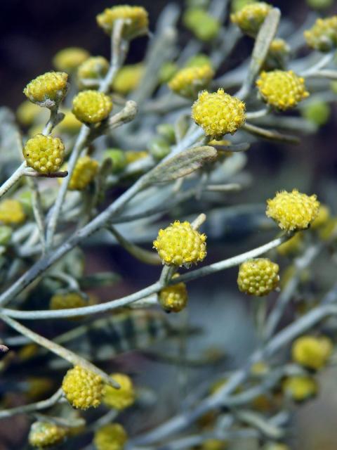 Pelyněk (Artemisia thuscula Cav.)