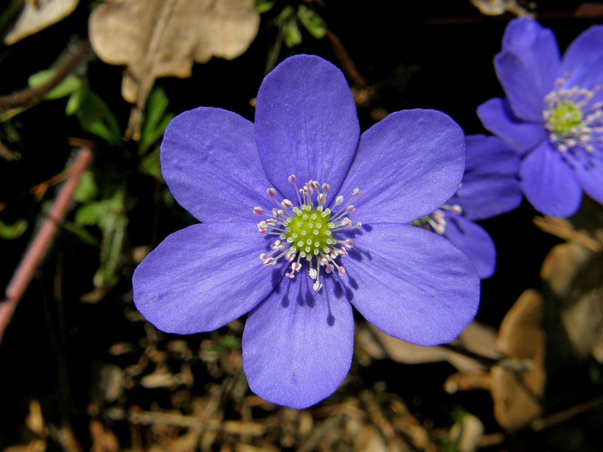 Jaterník podléška (trojlaločný) (Hepatica nobilis Schreber)