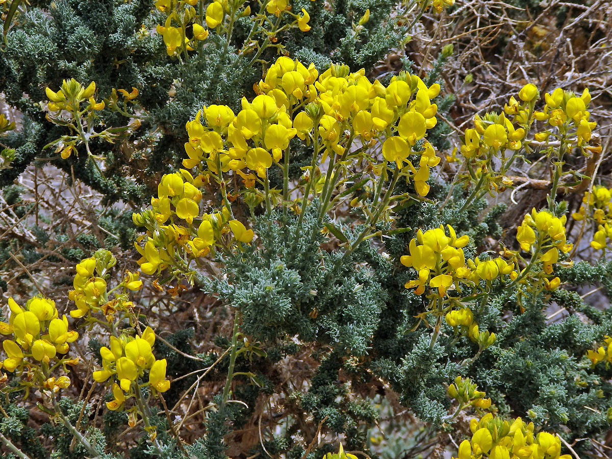 Žlázoplod lepkavý (Adenocarpus viscosus (Willd.) Webb & Berthel)