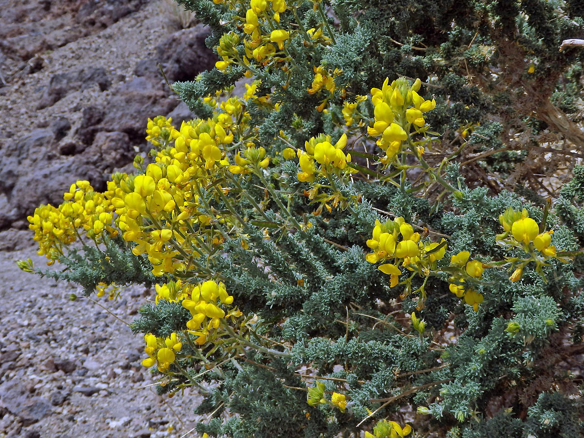 Žlázoplod lepkavý (Adenocarpus viscosus (Willd.) Webb & Berthel)