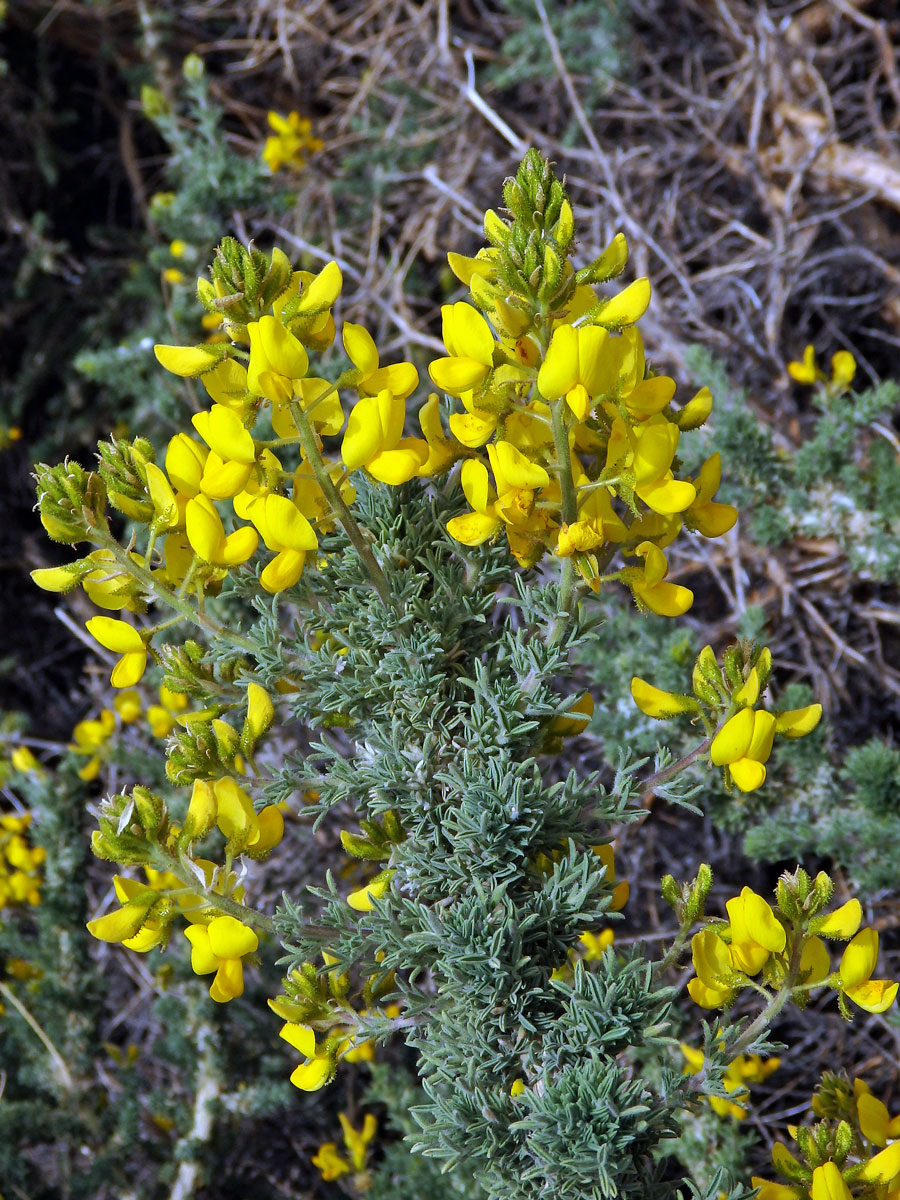 Žlázoplod lepkavý (Adenocarpus viscosus (Willd.) Webb & Berthel)