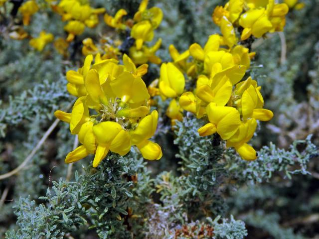 Žlázoplod lepkavý (Adenocarpus viscosus (Willd.) Webb & Berthel)