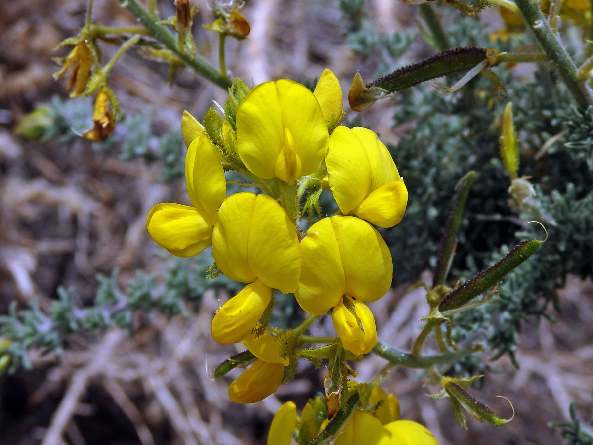 Žlázoplod lepkavý (Adenocarpus viscosus (Willd.) Webb & Berthel)