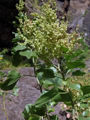 Šťovík kanárský (Rumex lunaria L.)