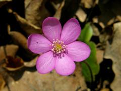 Jaterník podléška (trojlaločný) (Hepatica nobilis Schreber)