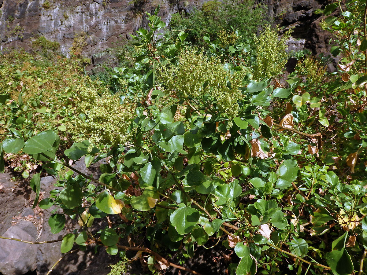 Šťovík kanárský (Rumex lunaria L.)