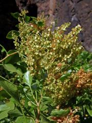 Šťovík kanárský (Rumex lunaria L.)