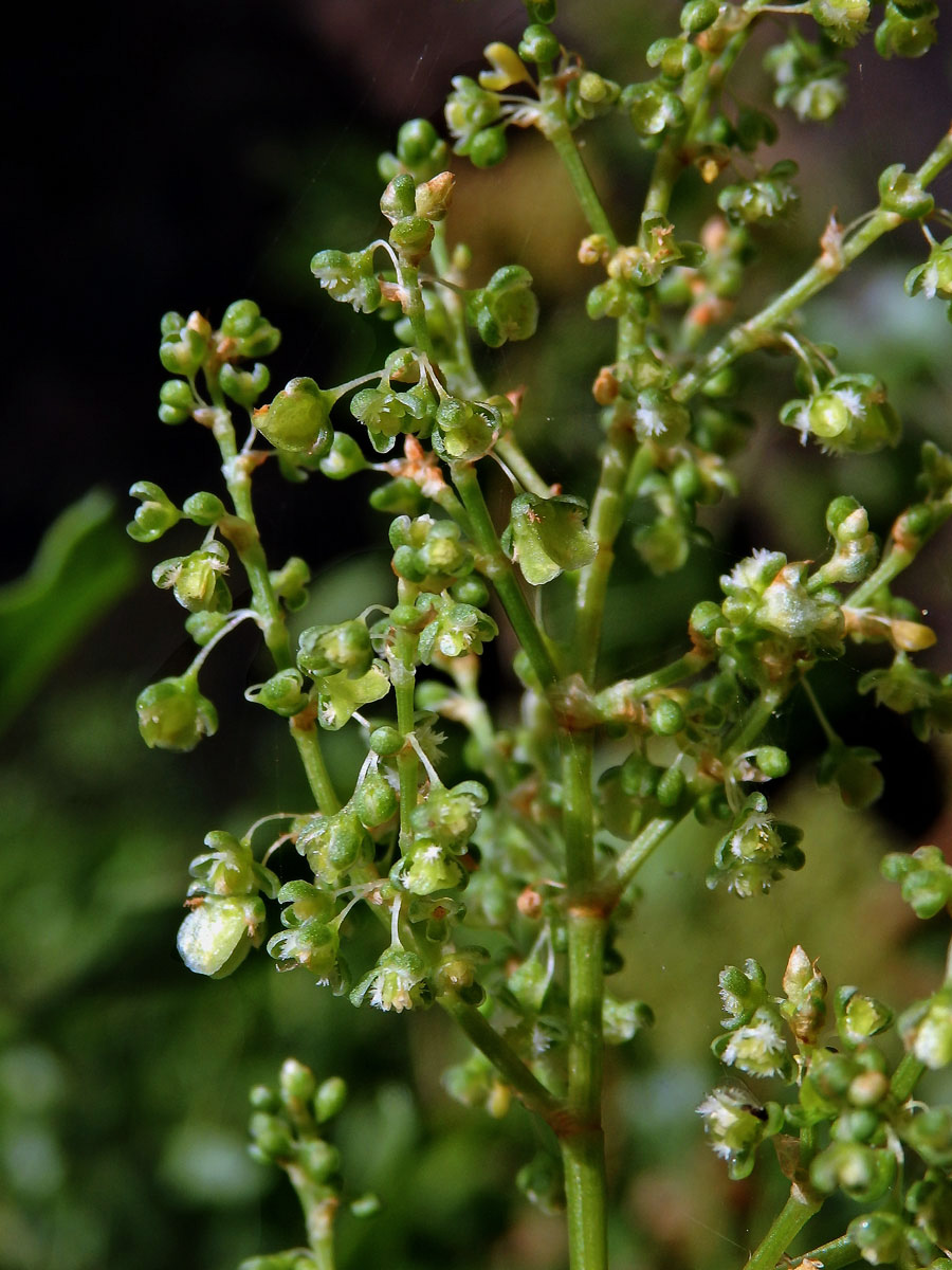 Šťovík kanárský (Rumex lunaria L.)