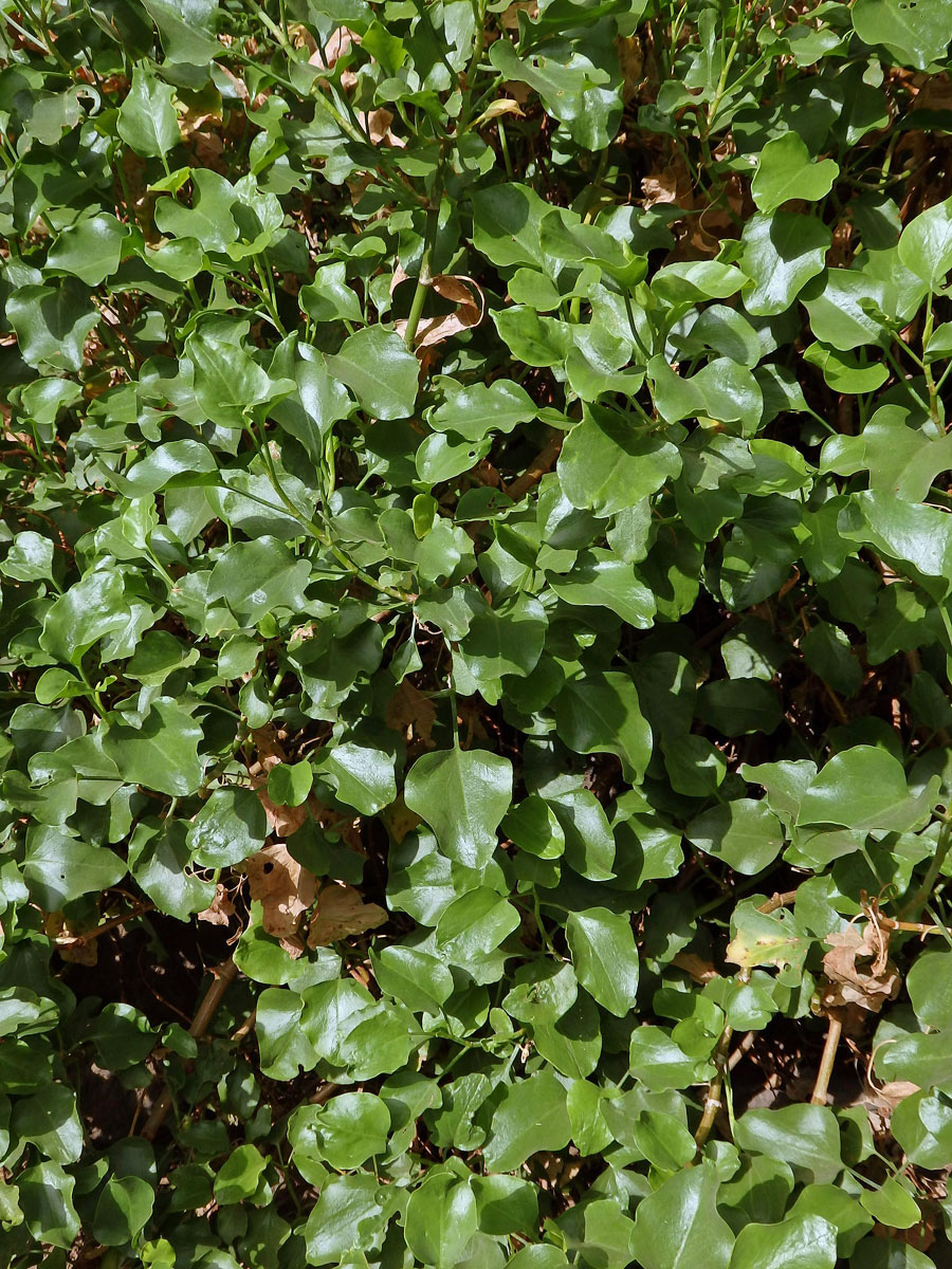 Šťovík kanárský (Rumex lunaria L.)