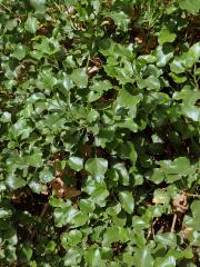 Šťovík kanárský (Rumex lunaria L.)