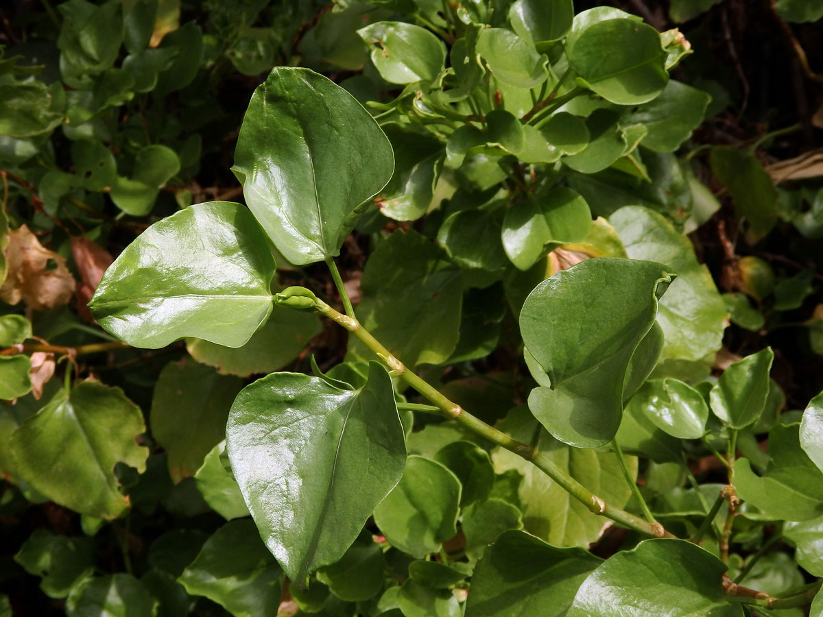 Šťovík kanárský (Rumex lunaria L.)