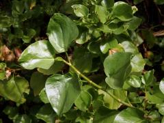 Šťovík kanárský (Rumex lunaria L.)