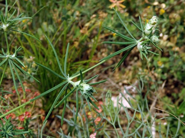 Hálky bejlomorky Geocrypta galii na svízeli sivém (Galium glaucum L.)