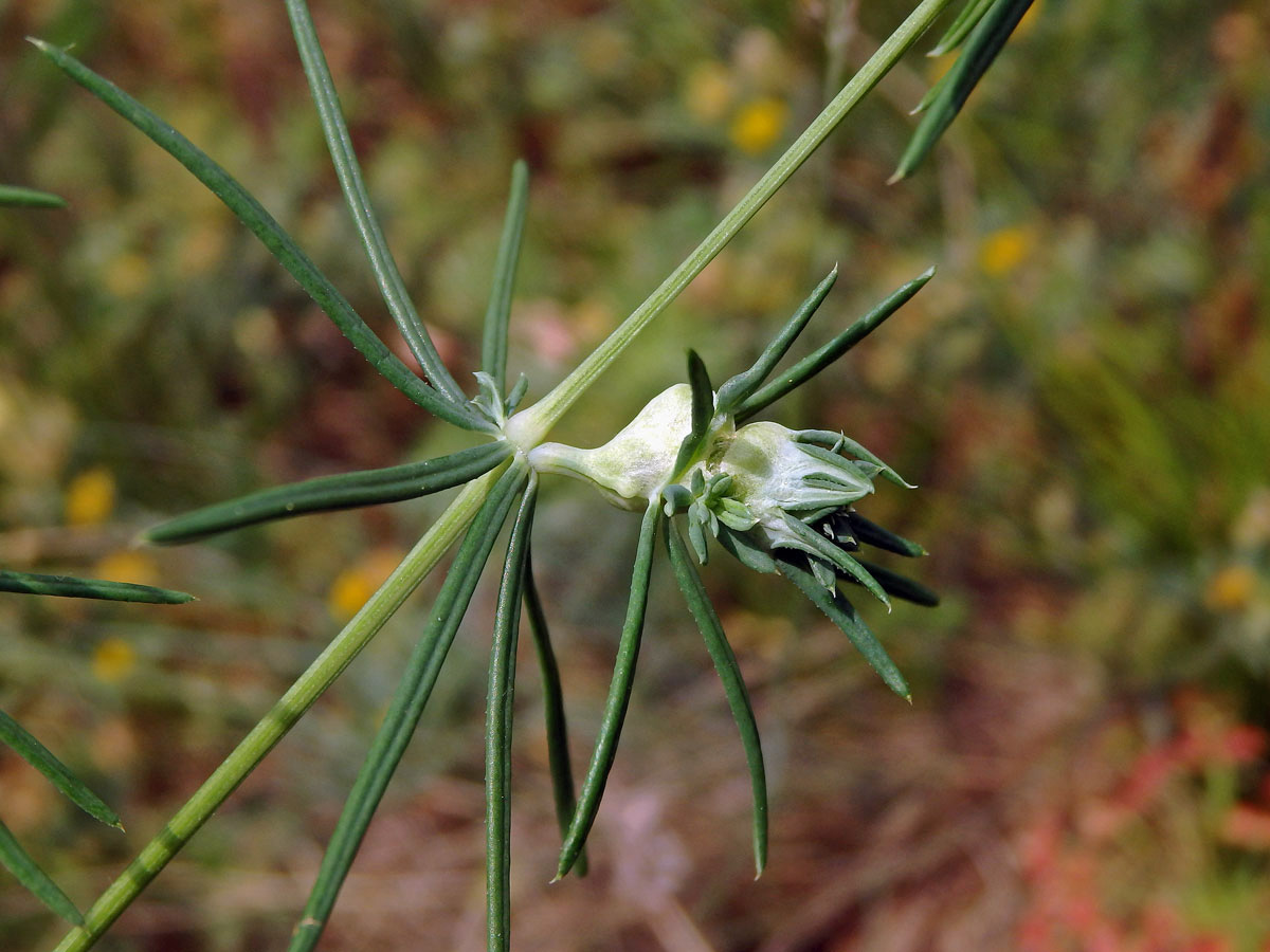 Hálky bejlomorky Geocrypta galii na svízeli sivém (Galium glaucum L.)