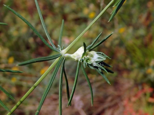 Hálky bejlomorky Geocrypta galii na svízeli sivém (Galium glaucum L.)