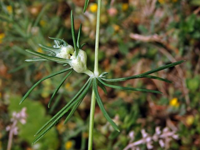 Hálky bejlomorky Geocrypta galii na svízeli sivém (Galium glaucum L.)