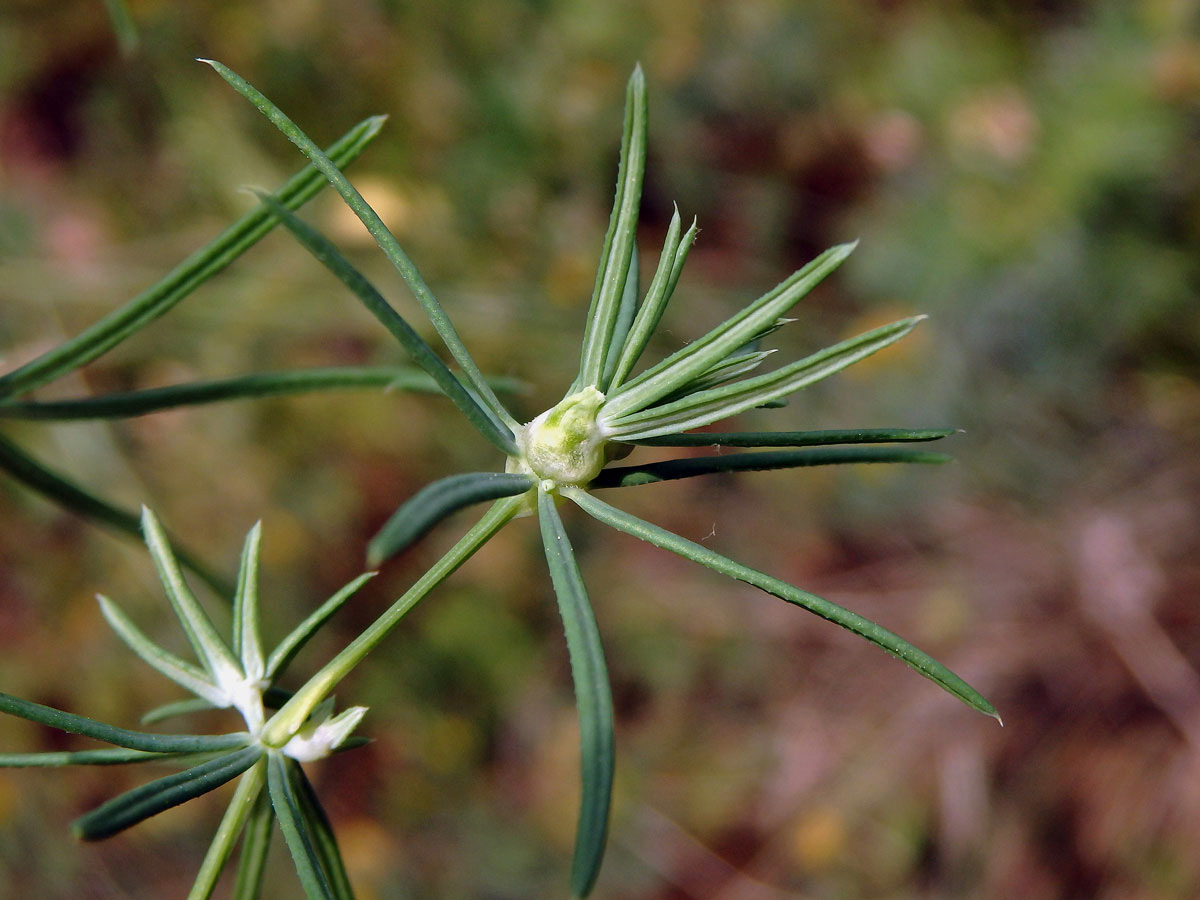 Hálky bejlomorky Geocrypta galii na svízeli sivém (Galium glaucum L.)