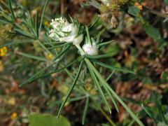 Hálky bejlomorky Geocrypta galii na svízeli sivém (Galium glaucum L.)