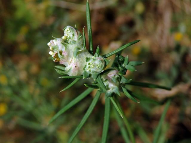 Hálky bejlomorky Geocrypta galii na svízeli sivém (Galium glaucum L.)