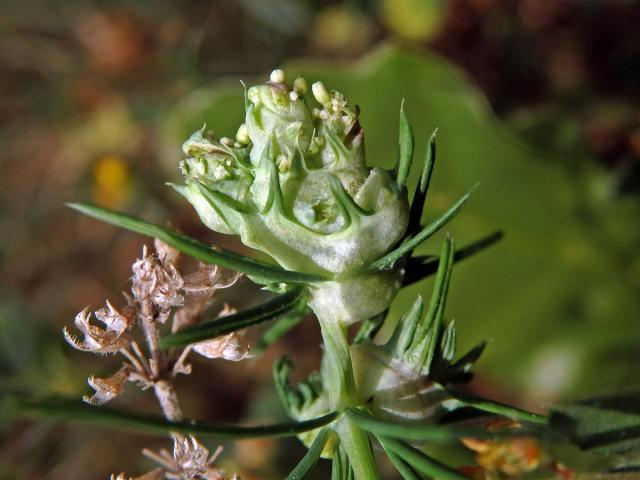 Hálky bejlomorky Geocrypta galii na svízeli sivém (Galium glaucum L.)