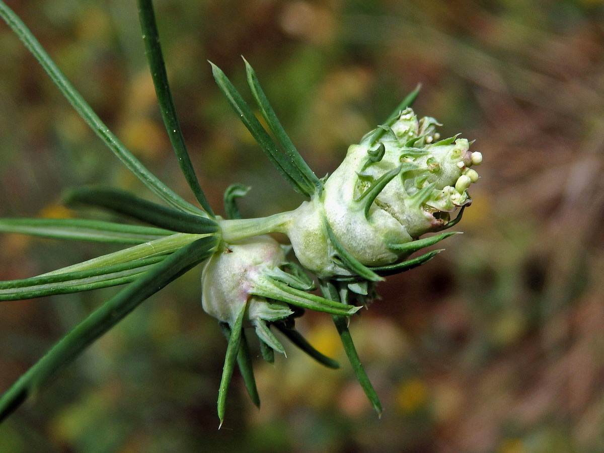 Hálky bejlomorky Geocrypta galii na svízeli sivém (Galium glaucum L.)