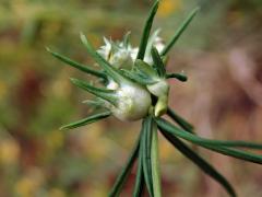 Hálky bejlomorky Geocrypta galii na svízeli sivém (Galium glaucum L.)