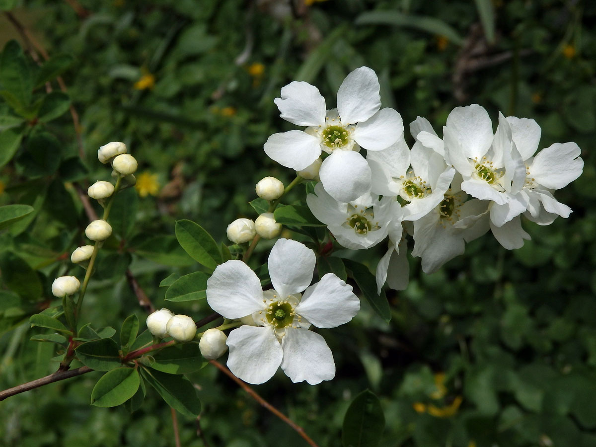 Hroznovec hroznatý (Exochorda racemosa (Lindl.) Rhed.)