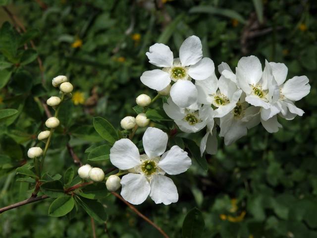 Hroznovec hroznatý (Exochorda racemosa (Lindl.) Rhed.)