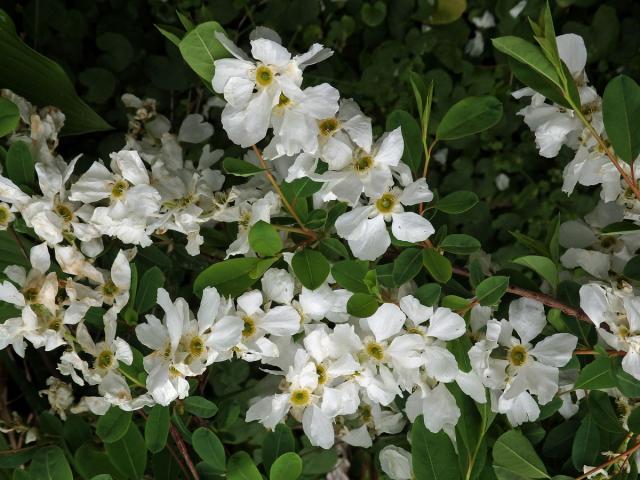 Hroznovec hroznatý (Exochorda racemosa (Lindl.) Rhed.)