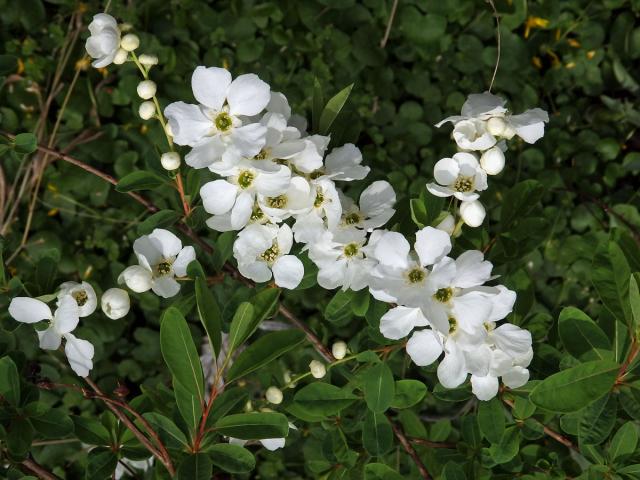 Hroznovec hroznatý (Exochorda racemosa (Lindl.) Rhed.)