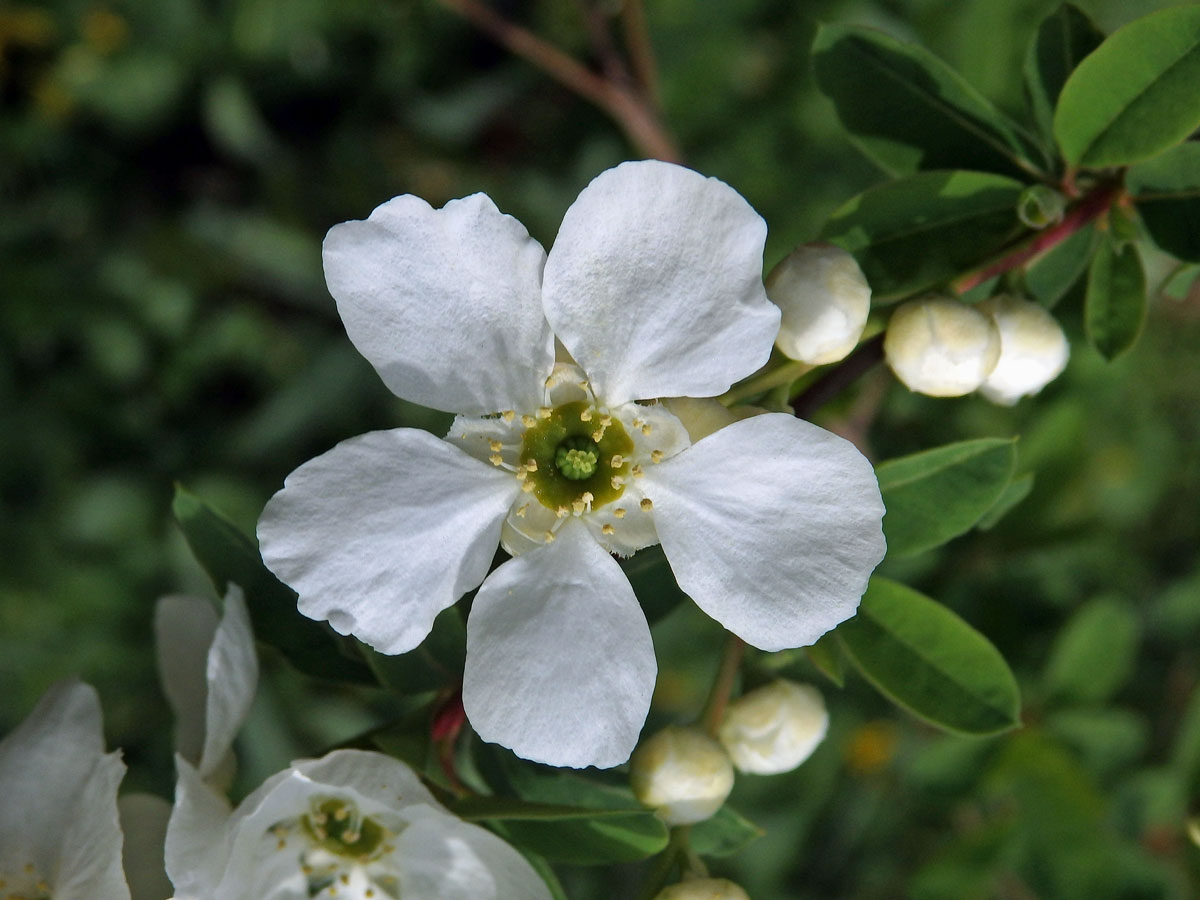 Hroznovec hroznatý (Exochorda racemosa (Lindl.) Rhed.)