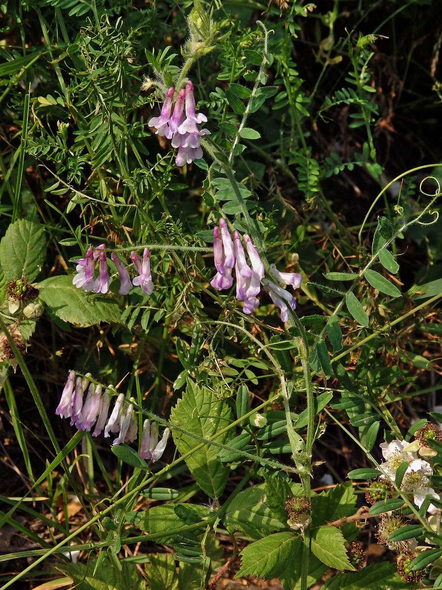 Vikev huňatá (Vicia villosa Roth) s růžovými květy (3a)