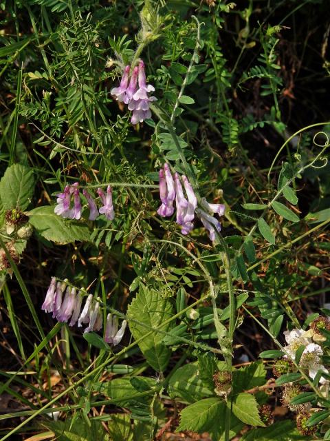 Vikev huňatá (Vicia villosa Roth) s růžovými květy (3a)