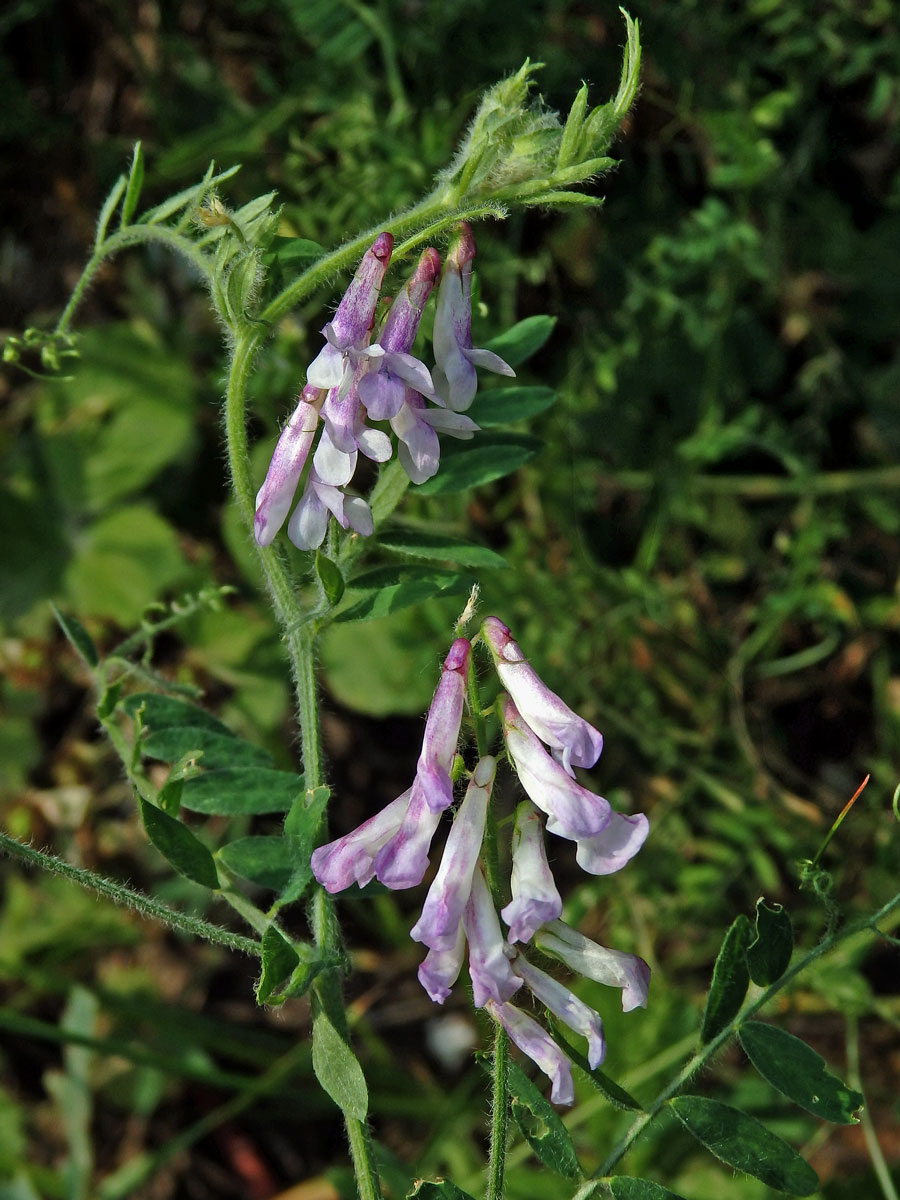 Vikev huňatá (Vicia villosa Roth) s růžovými květy (3b)