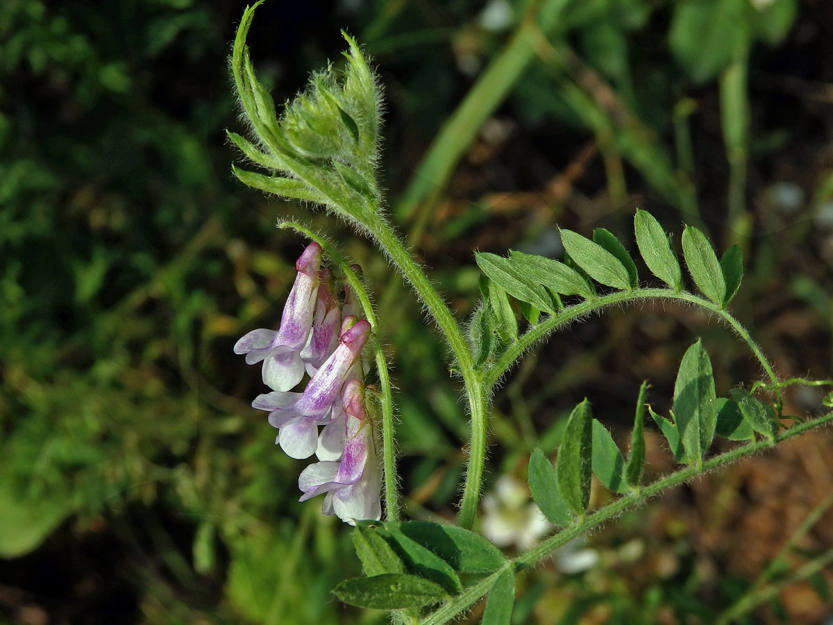 Vikev huňatá (Vicia villosa Roth) s růžovými květy (3c)