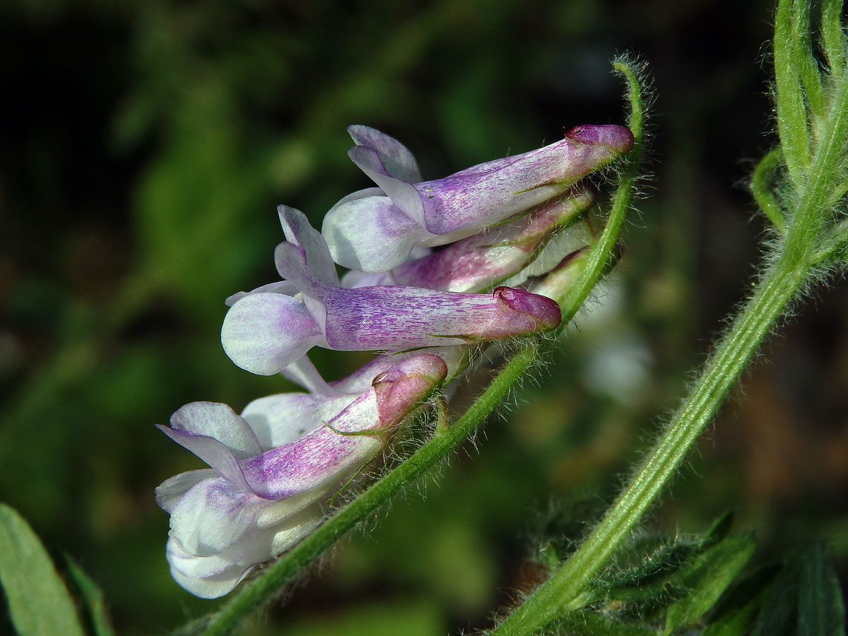 Vikev huňatá (Vicia villosa Roth) s růžovými květy (3d)