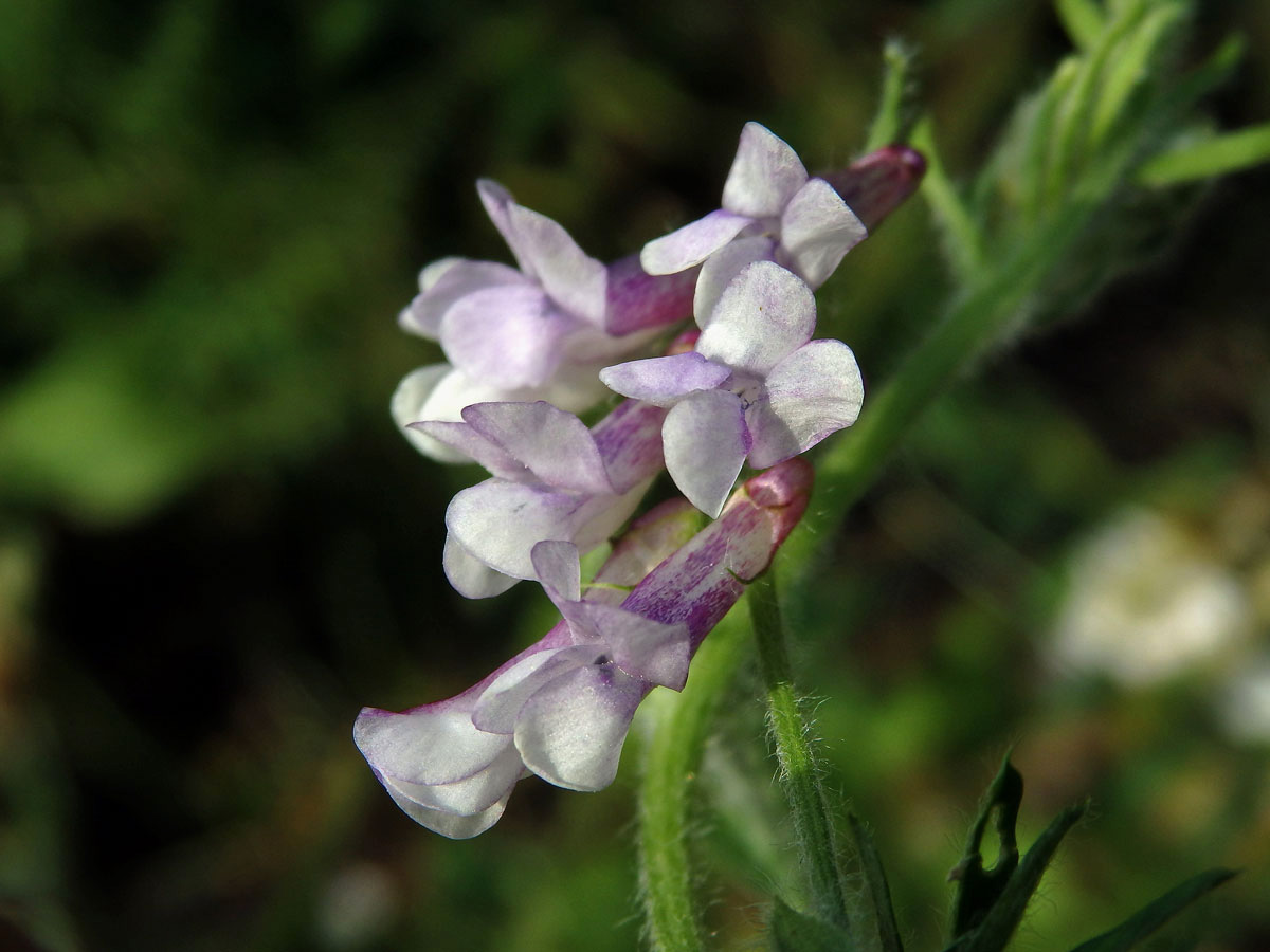 Vikev huňatá (Vicia villosa Roth) s růžovými květy (3e)