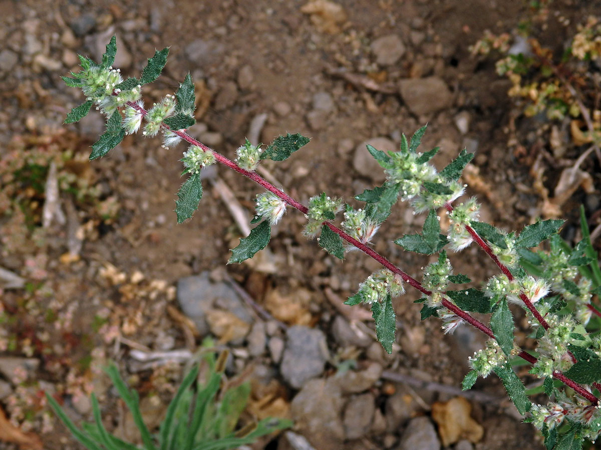 Forsskaolea angustifolia Retz.