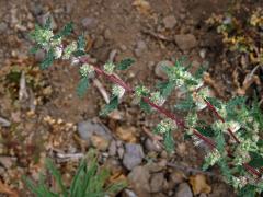 Forsskaolea angustifolia Retz. 