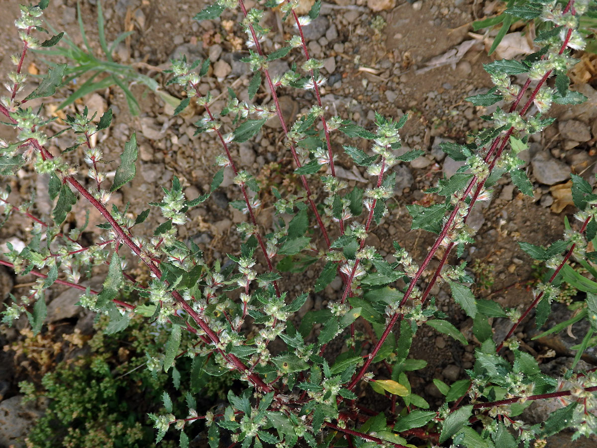 Forsskaolea angustifolia Retz.