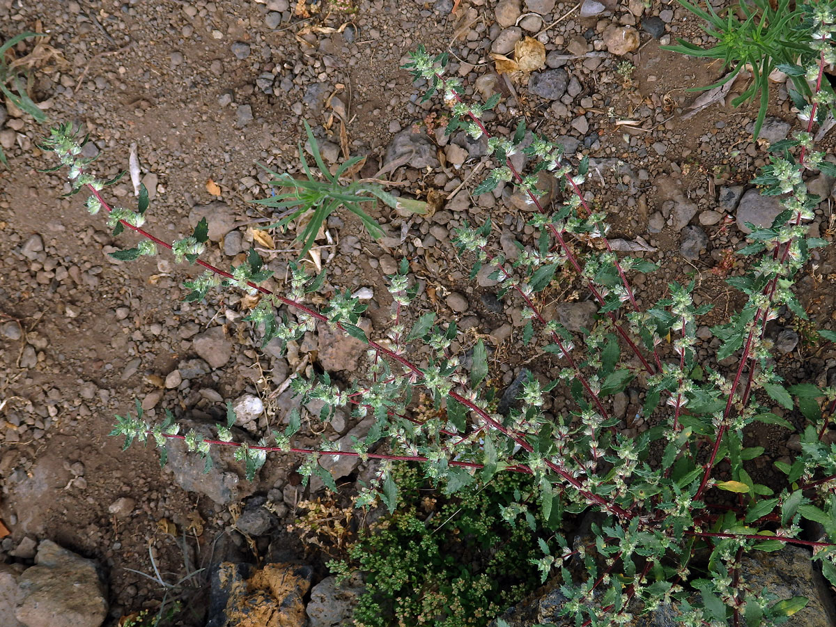 Forsskaolea angustifolia Retz.